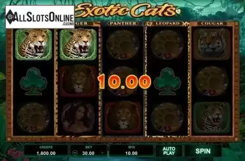 Win Screen . Exotic Cats from Microgaming