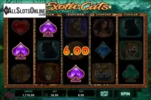 Win Screen 2. Exotic Cats from Microgaming