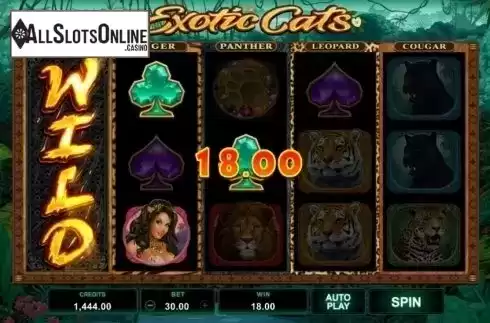 Win Screen 3. Exotic Cats from Microgaming