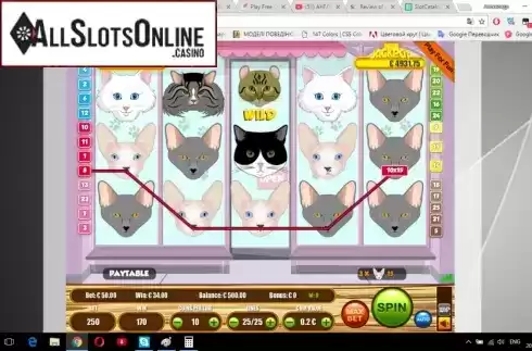 Screen3. Cats (Portomaso) from Portomaso Gaming